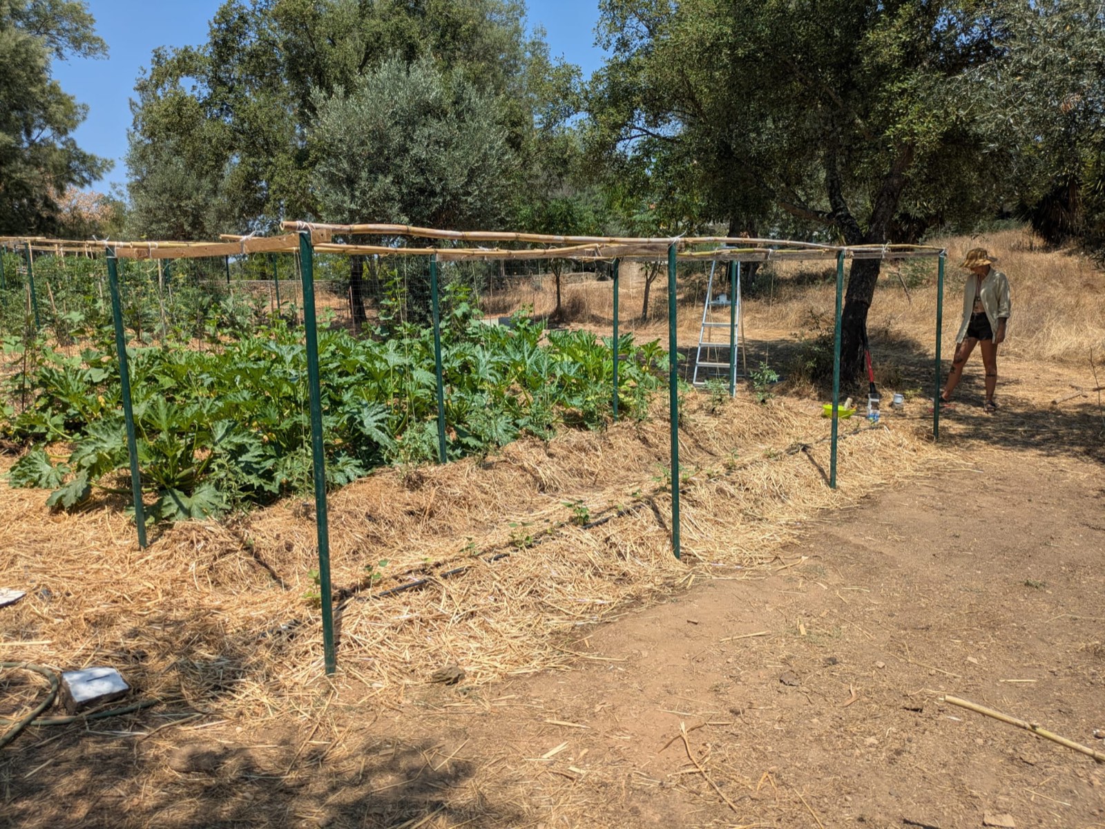 A quiet path through the garden lined with tomato trellises