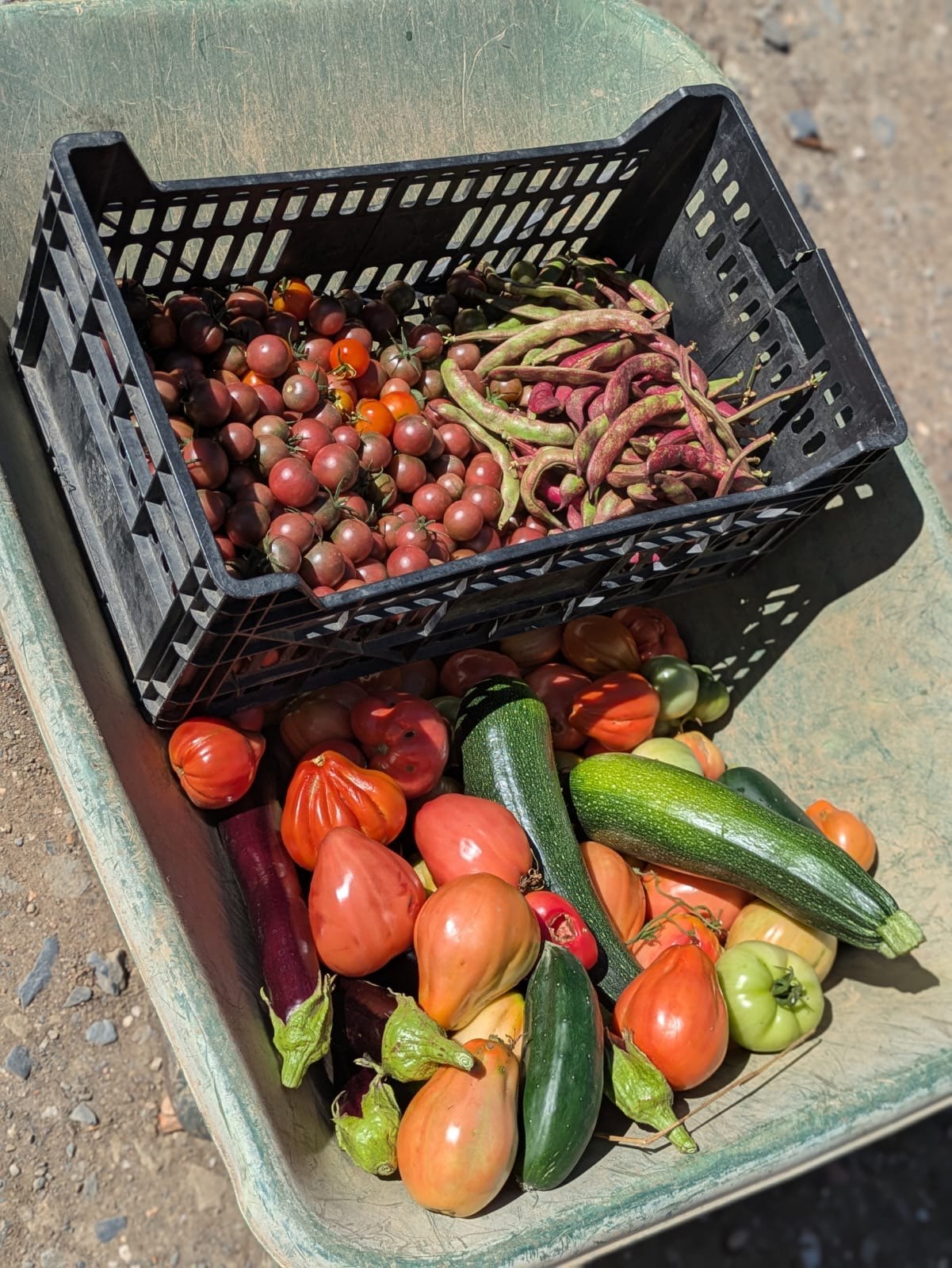 A wheelbarrow full of freshly harvested tomatoes, beans, and squash