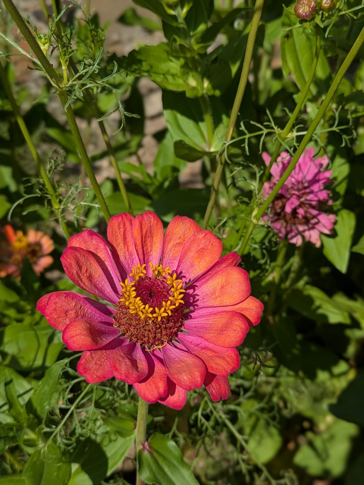 A pink zinnia flower in bloom