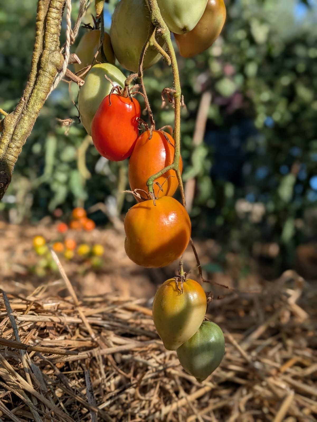 Cherry tomatoes ripening on the vine