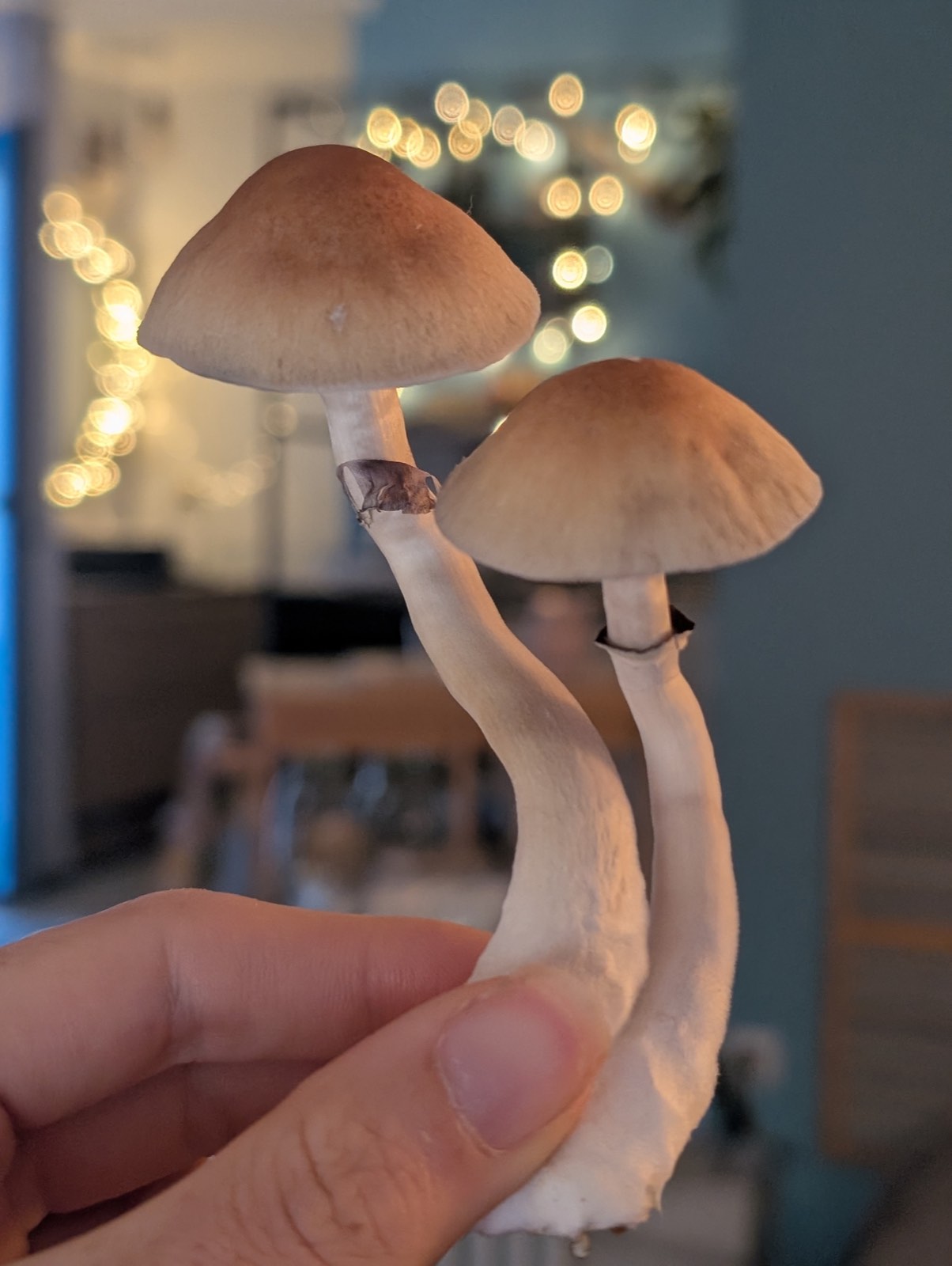 A hand holding two small foraged mushrooms