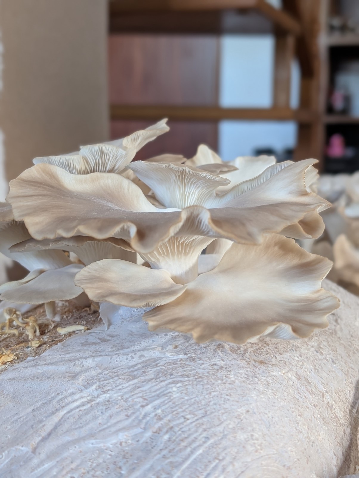A cluster of oyster mushrooms fruiting from a grow bag