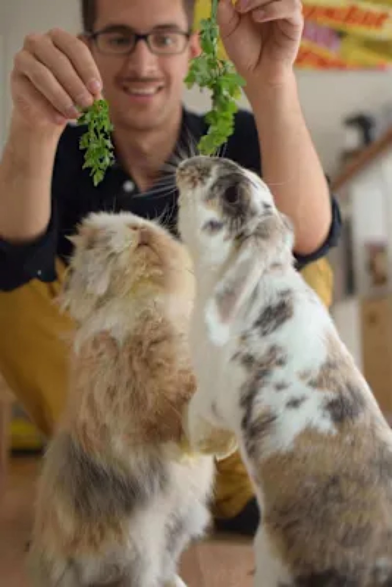 Chris feeding lettuce to two rabbits